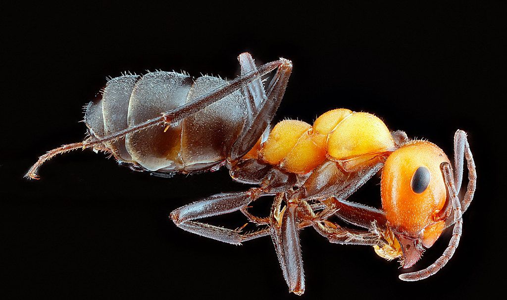 Ant Control service in Gardena, CA