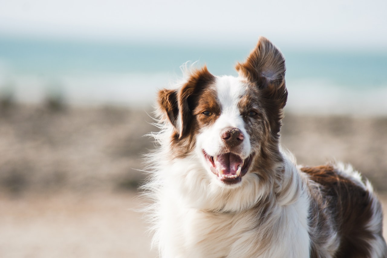 Flea & Tick Control service in Gardena, CA