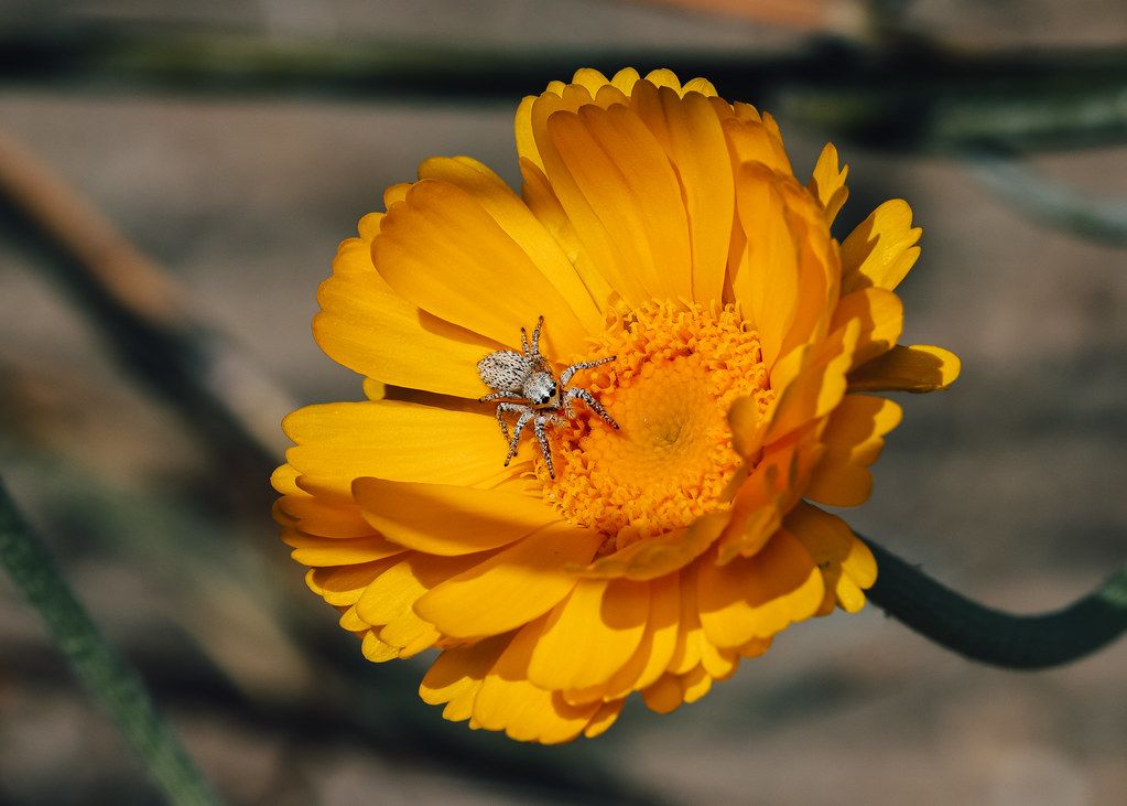 Spider Control service in Gardena, CA